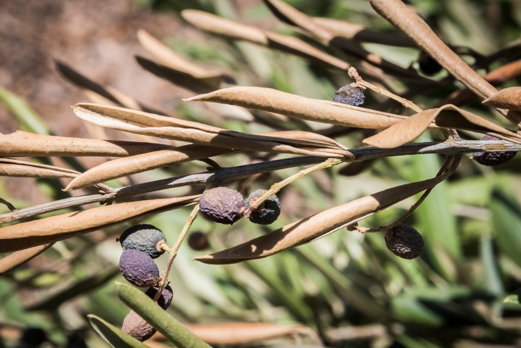 Olive leaves showing signs of xylella