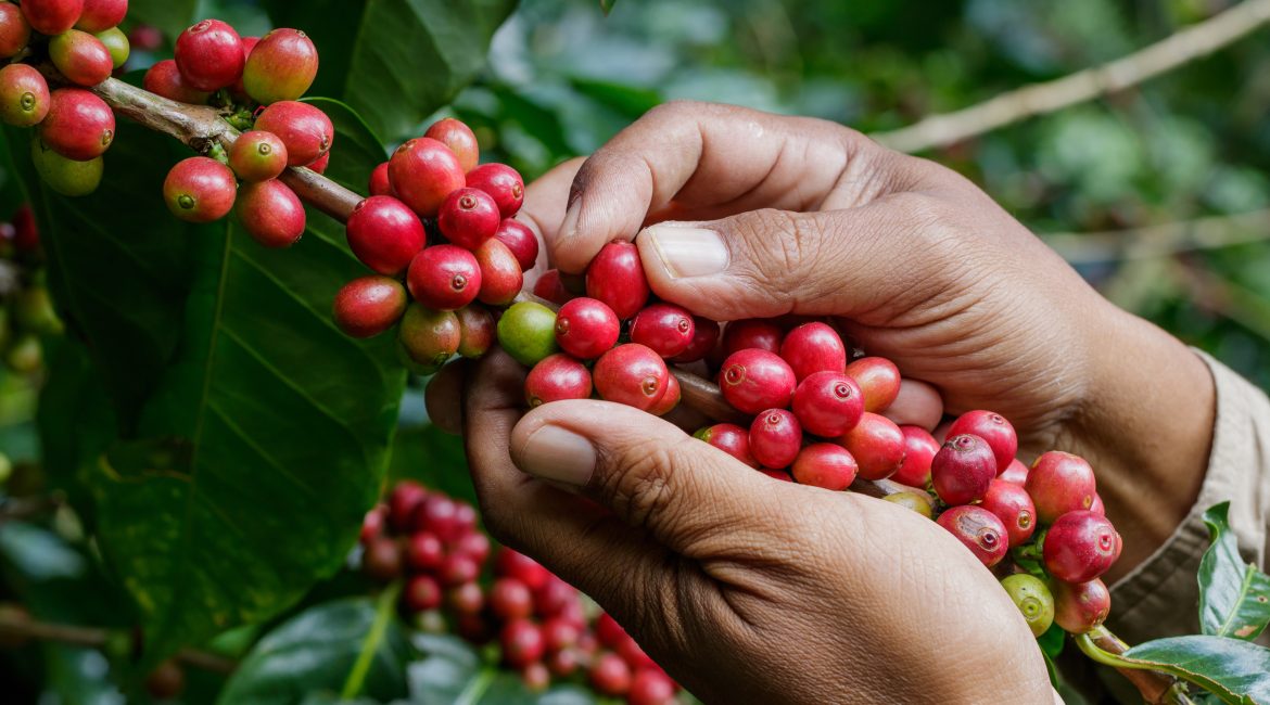 coffee berries being harvested